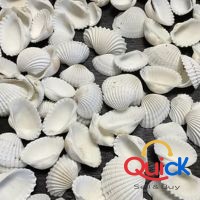 Affordable Sundial Shells for Artists